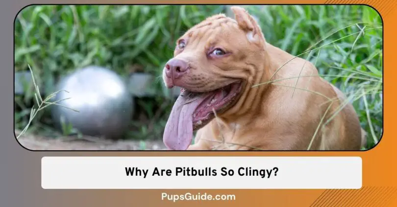 Why Are Pitbulls So Clingy?