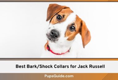 Best Bark/Shock Collars for Jack Russell