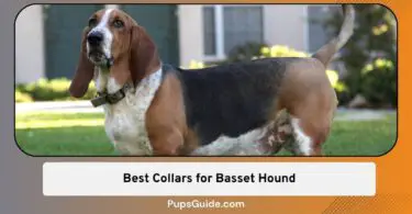 Best Collars for Basset Hound