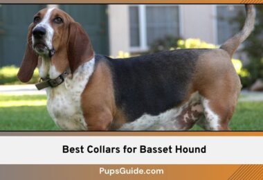 Best Collars for Basset Hound