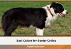 Best Collars for Border Collies