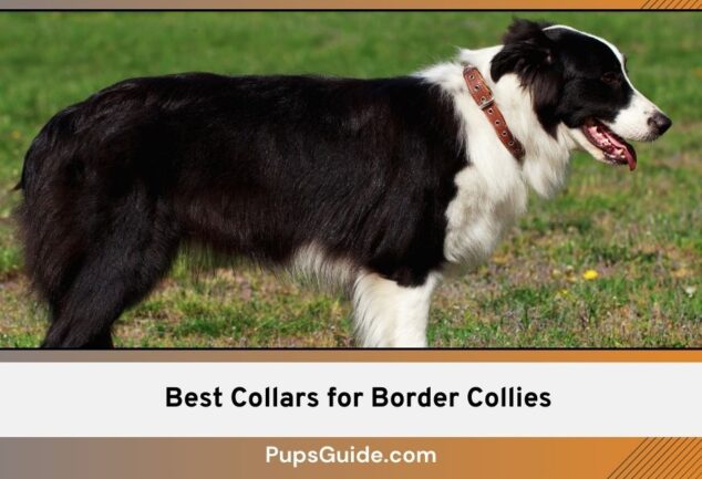 Best Collars for Border Collies