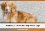 Best Shock Collars for Long-Haired Dogs