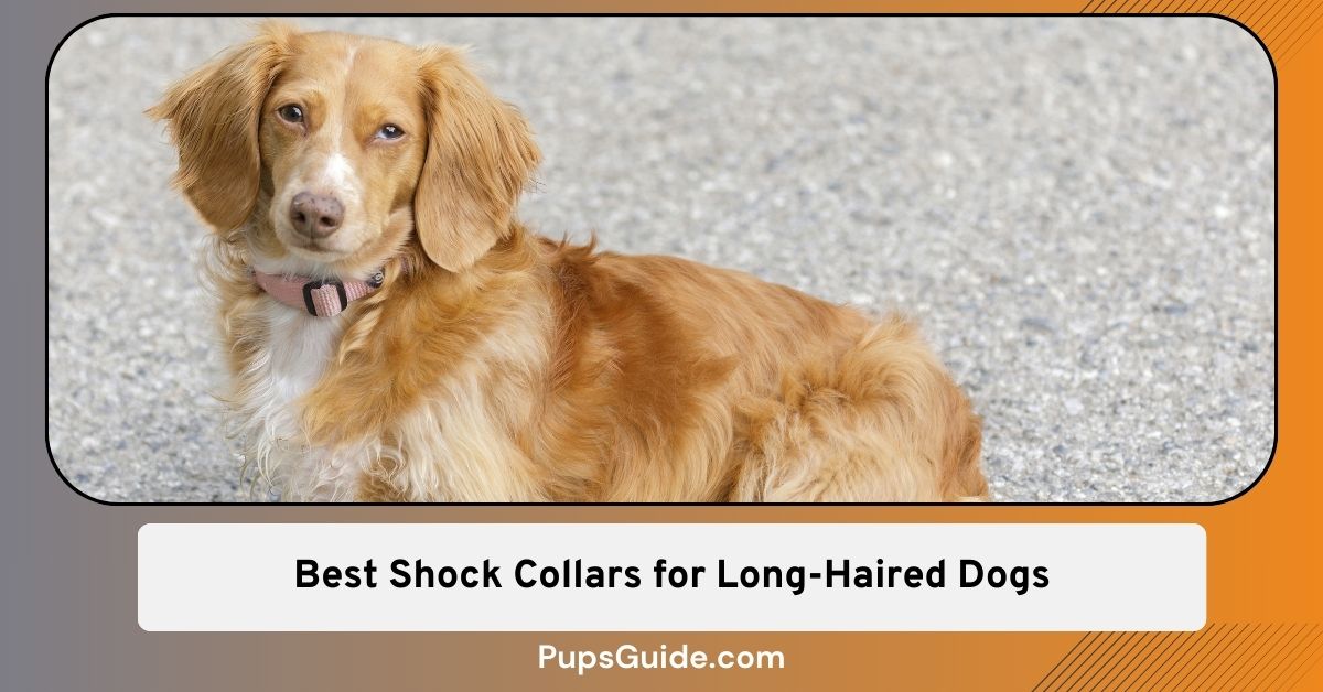 5 Best Shock Collars for Long Haired Dogs with Long Prongs PupsGuide